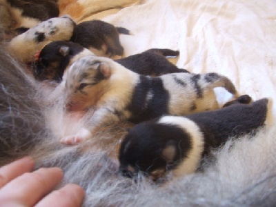 de Comborcière - Naissance de chiots bleu merle et tricolore.