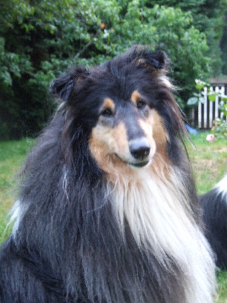 Valkirie des stuarts de boisbelle
