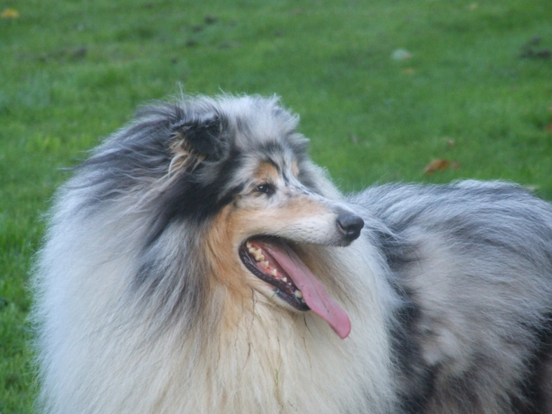 CH. Chanel silver swann de Comborcière