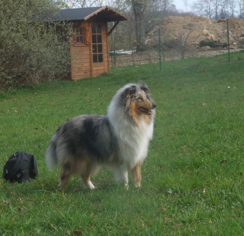 Flores lola de Comborcière