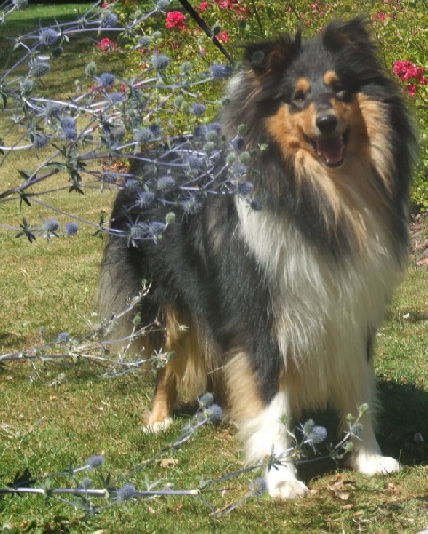 Fanny elssler de Comborcière