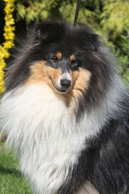 Gypsy à l'honneur au championnat de France à Angers le 07 Juin 2014 ..