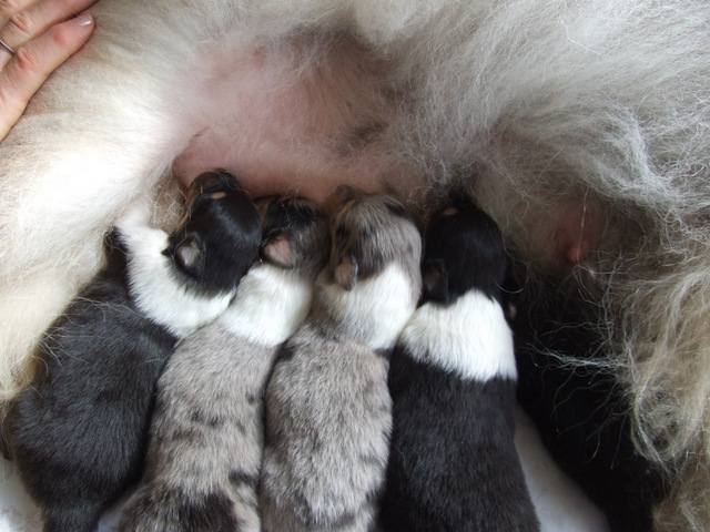Les Bébés de "Darlène" et "Major"