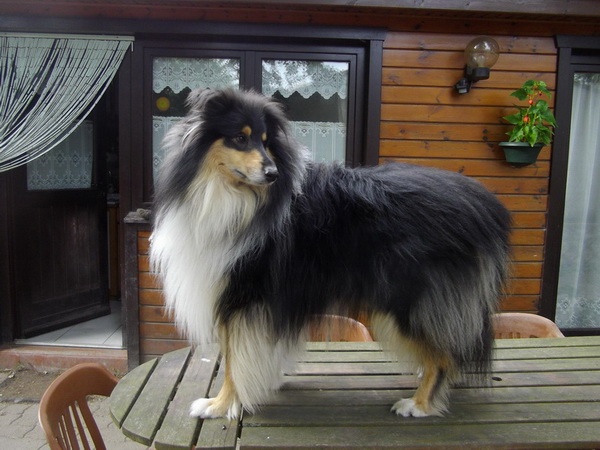 Erwin, un super Berger d'Ecosse des années 2013