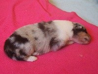 CHIOT