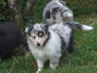 CHIOT
