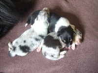 CHIOT