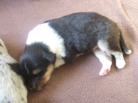 CHIOT