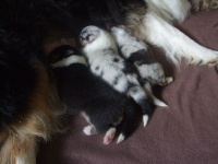 CHIOT