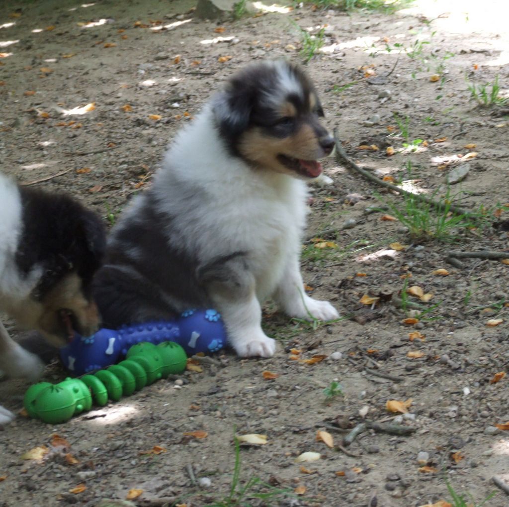 de Comborcière - Chiots disponibles - Colley à poil long